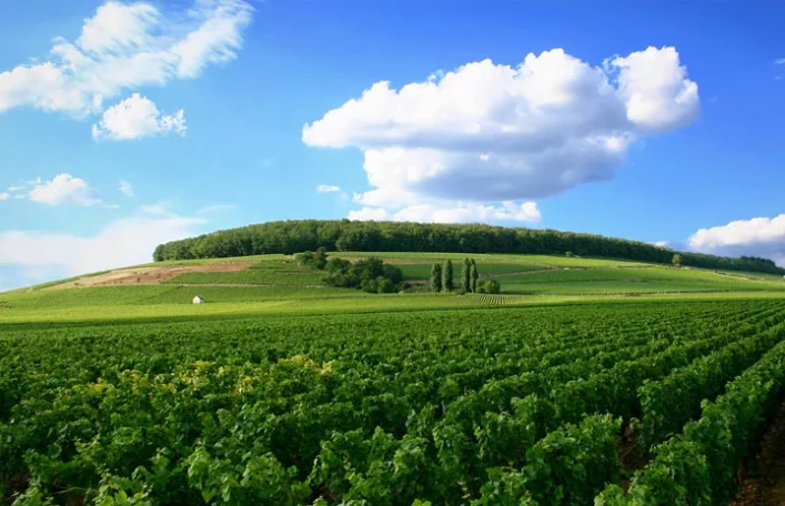 Côte de Beaune