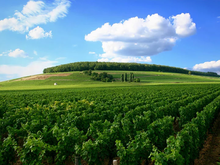 Côte de Beaune