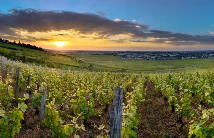 Tete de Cuvée vineyards