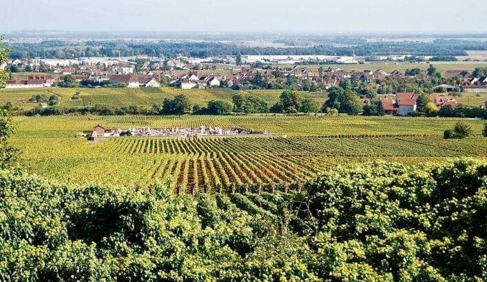 Chambolle-Musigny Combe d’Orveau