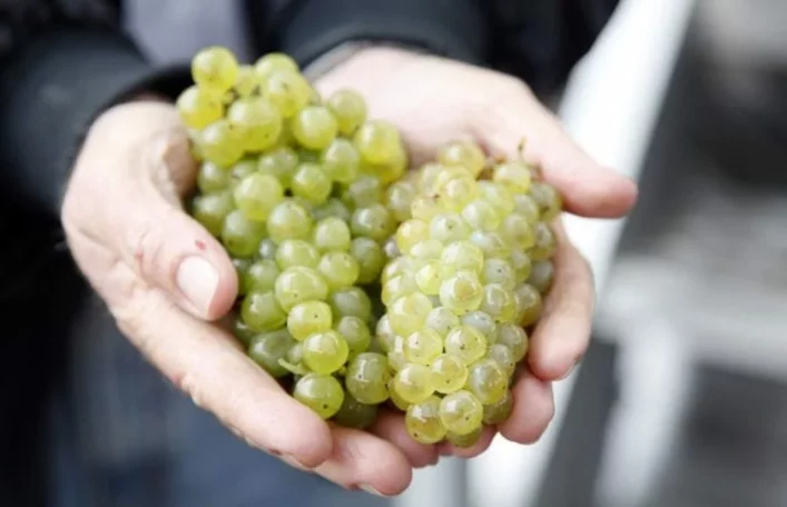 Chardonnay Grapes