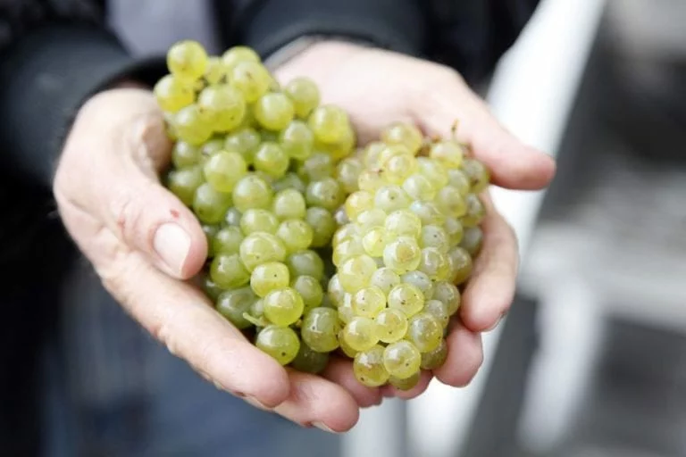 Chardonnay Grapes