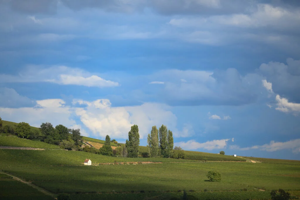 Hill of Corton