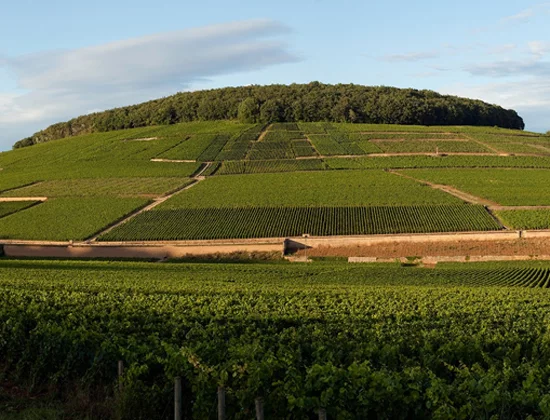 Hill of Corton