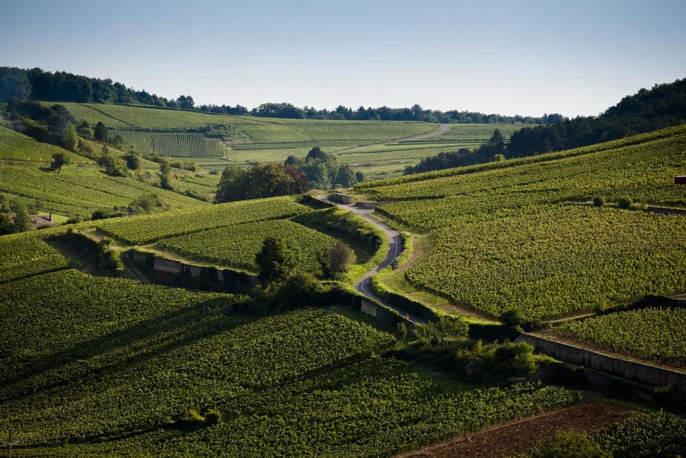 Côte-de-Beaune