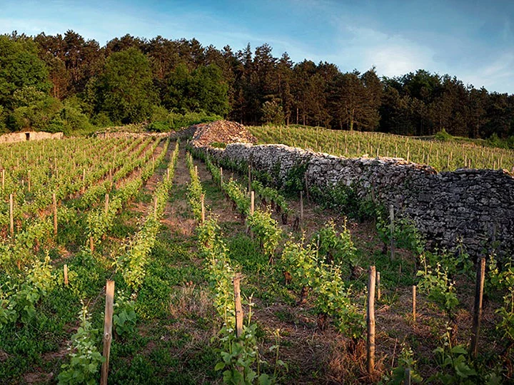 Domaine Armand Rousseau Chambertin Clos de Beze