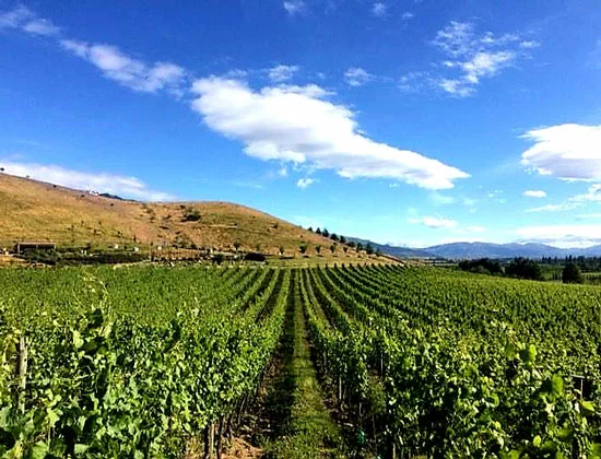 Summer at Domaine Thomson - New Zealand Central Otago Pinot Noir