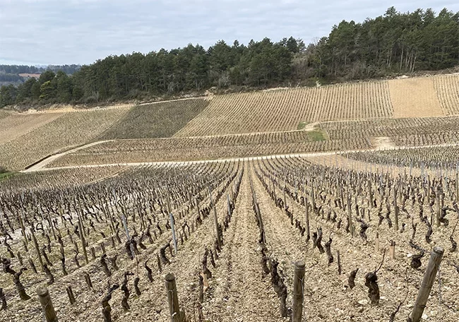 Domaine Potinet-Ampeau