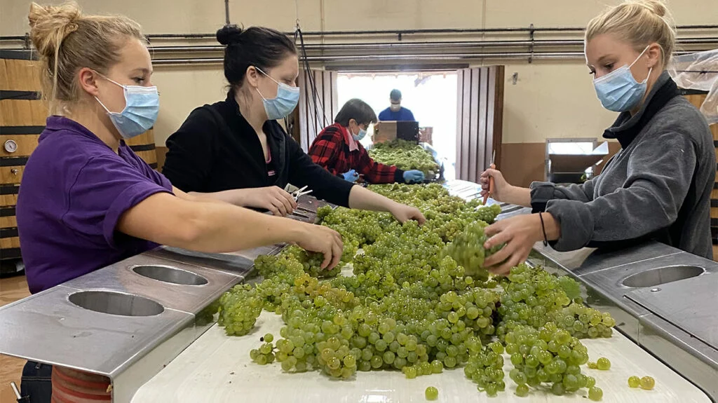 The- ongest sorting table Domaine-de-la-Vougeraie-Vougeot-Clos-de-Prieure