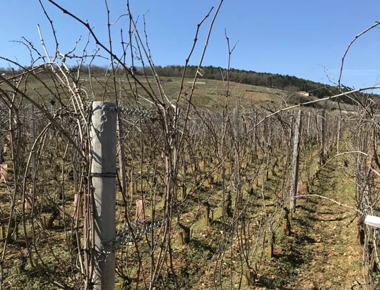 Vosne Romanee - Côte de Nuits: 2017 Wines Re-Tasted