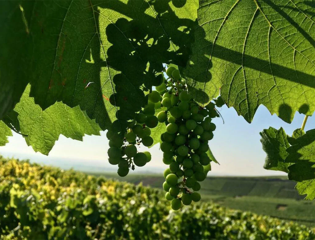 Champagne 2012 – The Jigsaw Vintage by Steve Pritchard - Jasper Morris ...