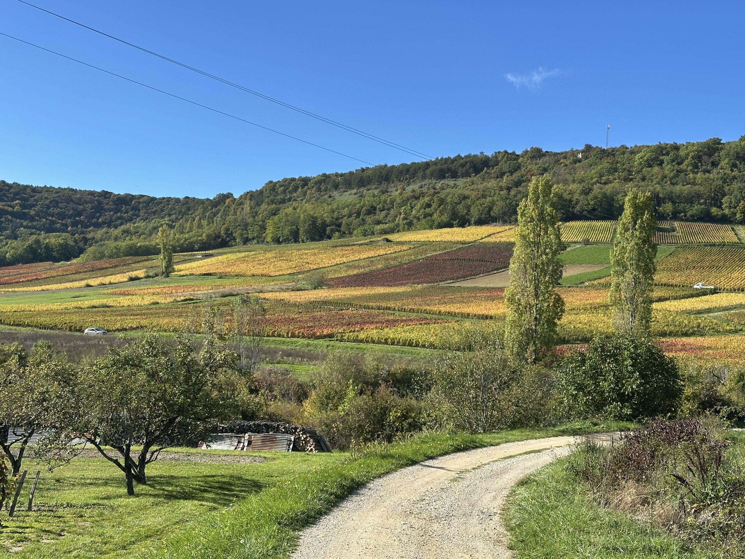 The Côte de Beaune 2024 - Part 1 - Jasper Morris Inside Burgundy