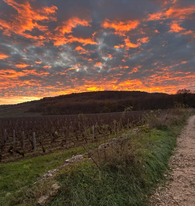 🚨NEW TASTING REPORT🚨

🍷2023 Côte de Nuits - Part 2🍷

Read the full tasting report via the link in my bio.

For further information on the 2023 vintage in the Côte de Nuits, see our first report via the link in my bio. Part 2 covers:

- Chambolle-Musigny & Vougeot
- Morey-St-Denis
- Gevrey-Chambertin
- Fixin, Marsannay & Brochon

Read the full tasting report via the link in my bio.